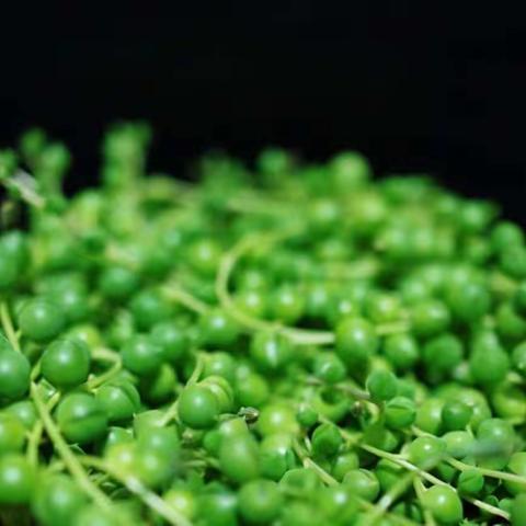 阳台“小肉肉”