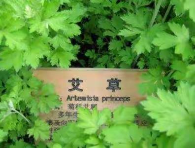 艾烟消毒，中医抗疫