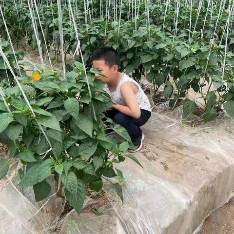 二（5）班赵元瑞亲近自然，快乐成长——参观温室大棚实践活动