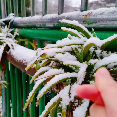 🌨 瑞雪兆丰年. 县幼师幼乐翻天