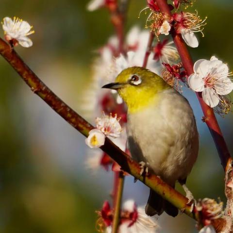 自然生态《绣眼鸟》