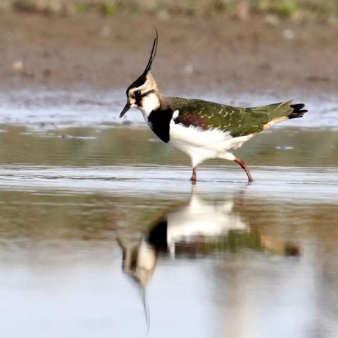 自然生态《凤头麦鸡》