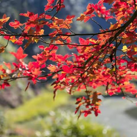 骆驼山枫叶红了