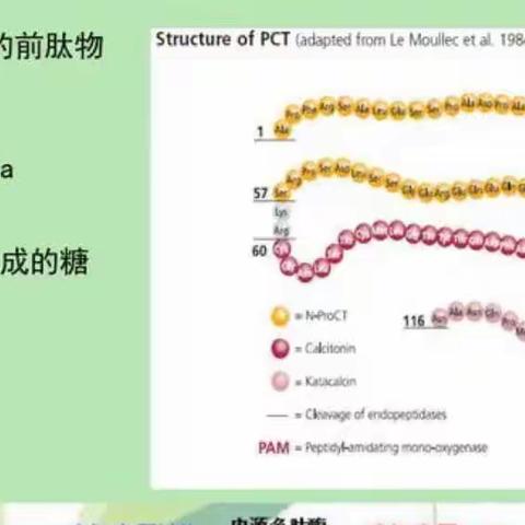 新学期我的第一课：降钙素原（PCT）