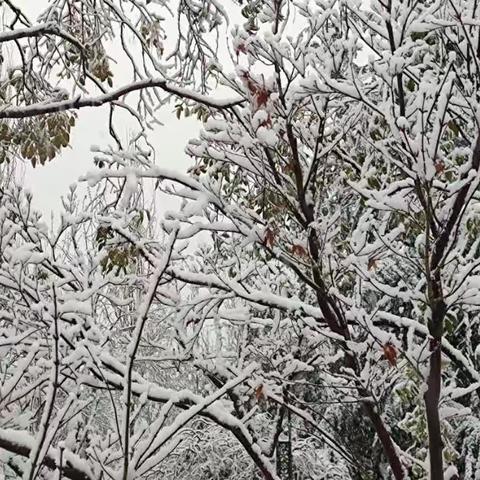 醉美三月桃花雪