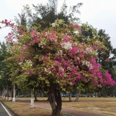 唐多令·一树繁花