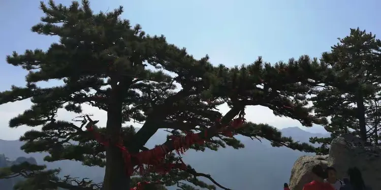 100年的松树值多少钱