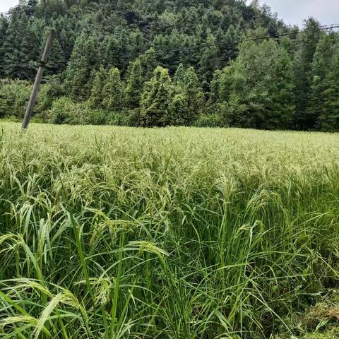 高山清泉聚深潭，集温聚能润香稻