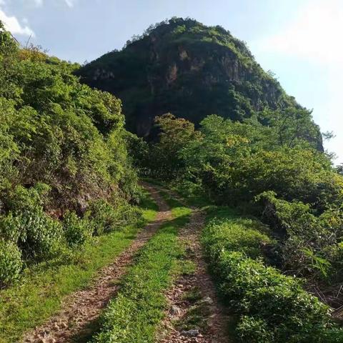 芝麻砍文化