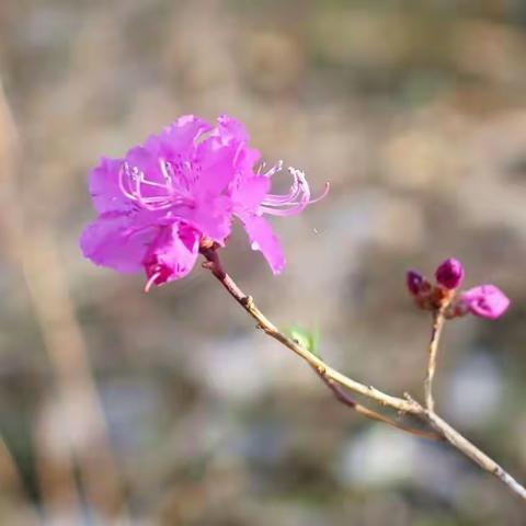 春暖花开