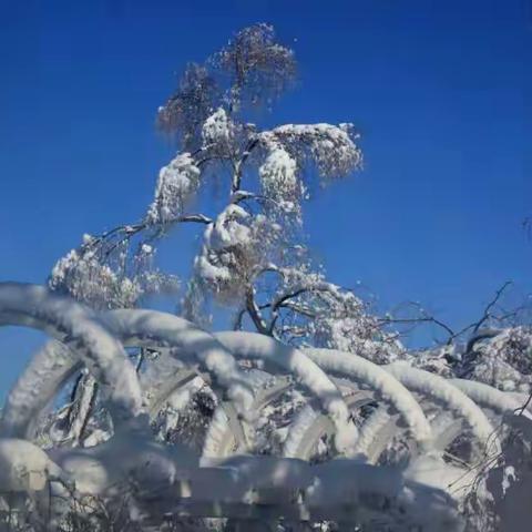 2018年11月9曰军川农场第一场雪