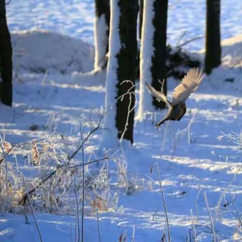 2018年11月9日军川农场第一场雪野山鸡寻食