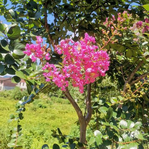紫薇花