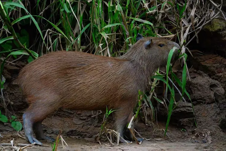 只在河边岸床上吃嫩芦苇样植物的猪（属于豚鼠类），它的游泳的高手，向导说它是素食主义，只有在雨季河水泛