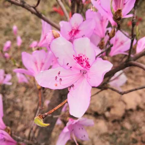 人间四月芳菲尽，行走乡间送教暖