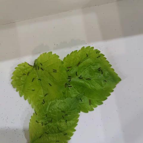 化茧成蝶——蚕宝宝蜕变养成记