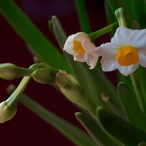 今日立春，美丽的水仙花盛开了，迎接春天的到来……