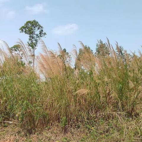 地质海洋公园~那琴湾半岛.浪琴湾半岛