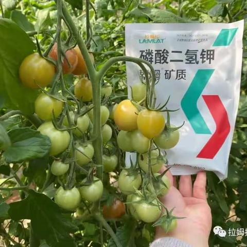 磷酸二氢钾该怎样正确使用呢？