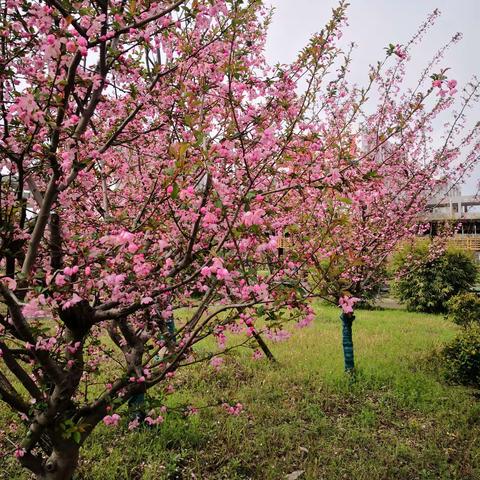 主题大赛，百花齐放