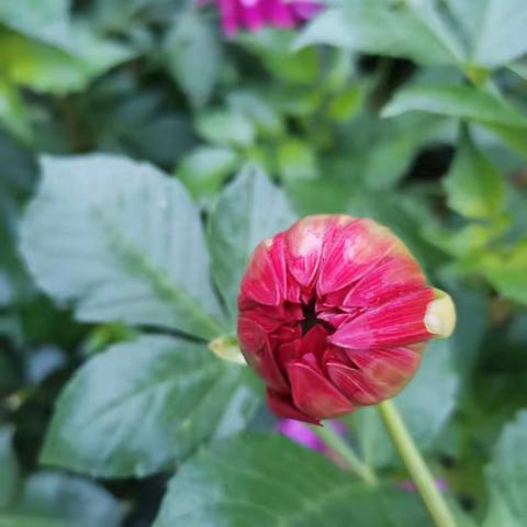 绽放的花蕾