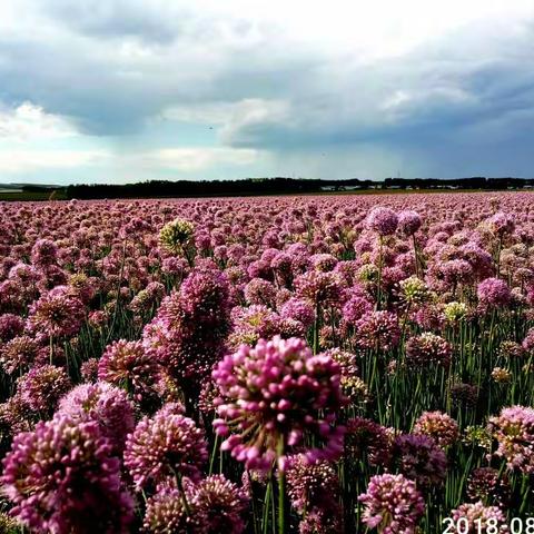 花海随影