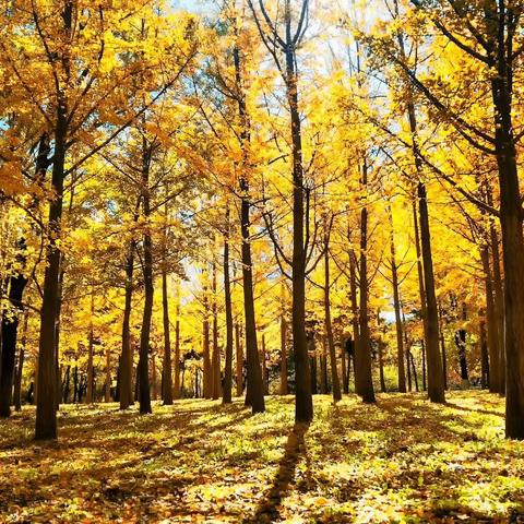 又是一年秋叶黄