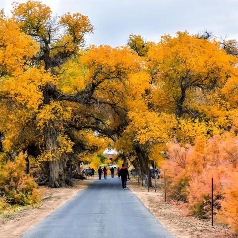 醉在了额济纳的秋