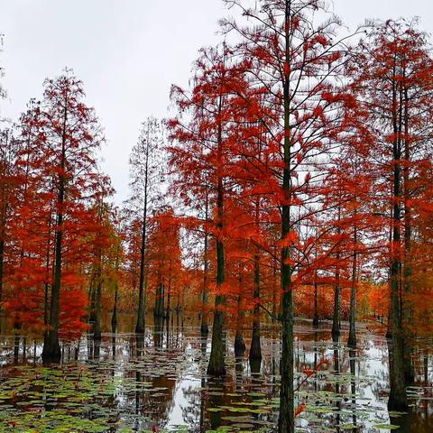 深秋的池杉