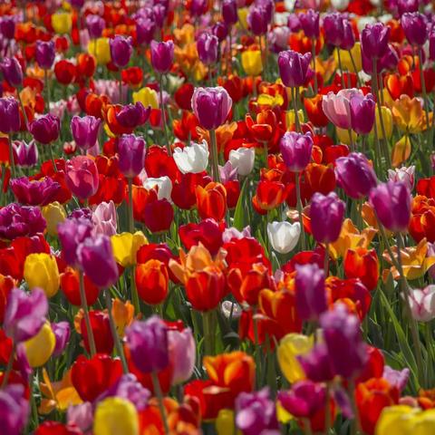 青锦地衣红绣毯 尽铺龙脑郁金香