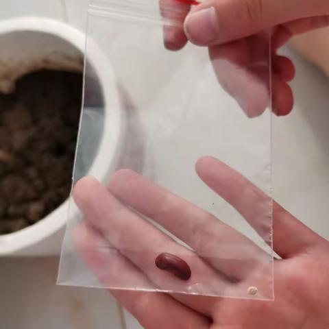 我的太空种子种植记录—唐山光明实验小学四（4）班  任静涵