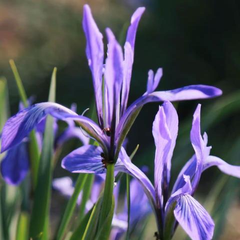 一花一世界---马蔺花，（2021-5-20）