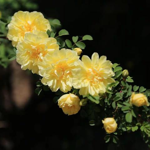 黄刺玫 （重瓣花）
