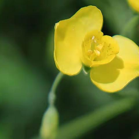 一花一世界 ---角茴香，（2021.5.16）