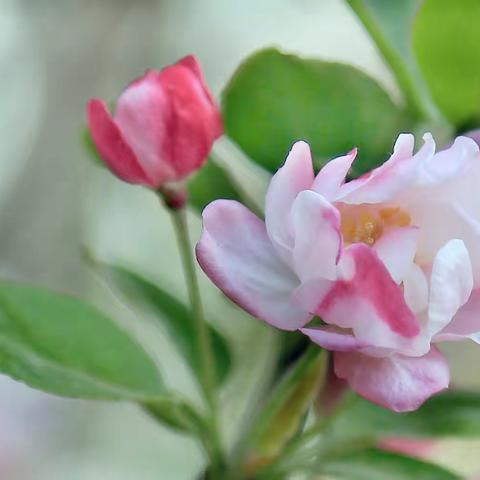 一花一世界，美丽的西府海棠（10）