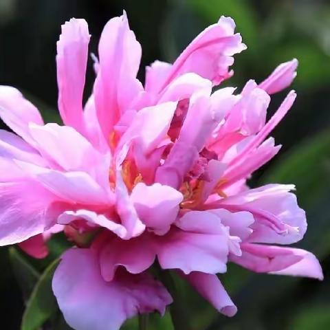 芍药花