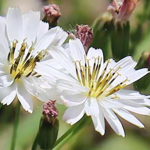 苦荬菜