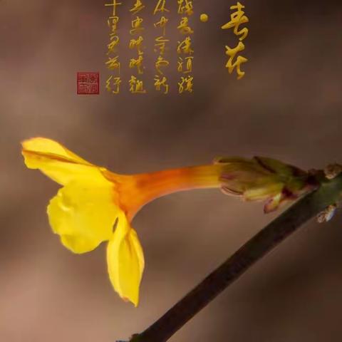 迎春花