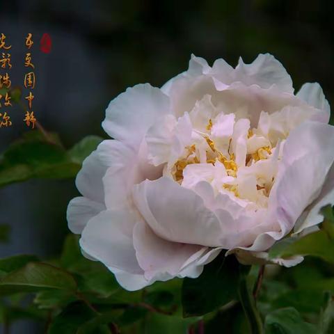 国色天香