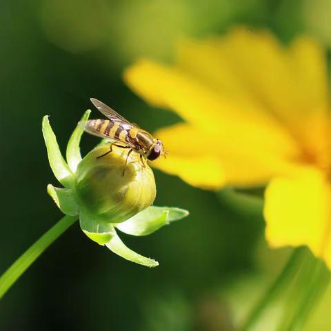 遇见吉祥—金鸡菊