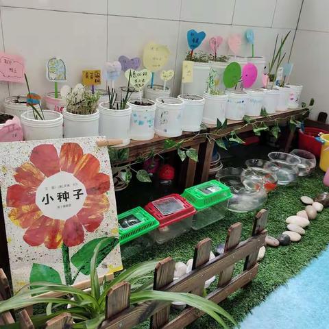 新区幼儿园中5班——种植这件事