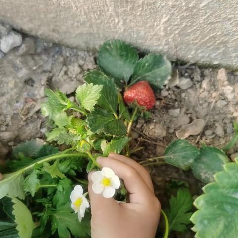 🍓🍓我爱劳动——种草莓