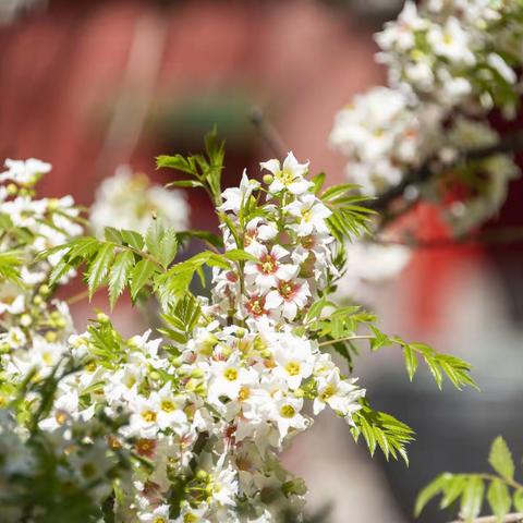 故宫里的文冠果花