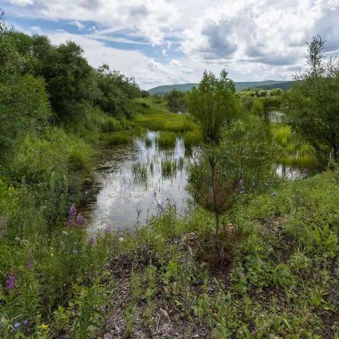 7月呼伦贝尔草原-5