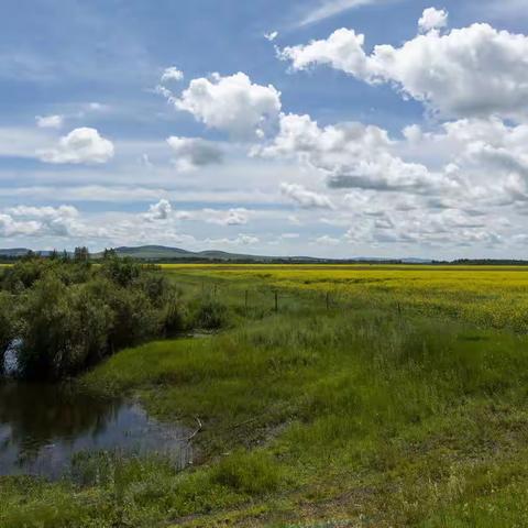 7月呼伦贝尔草原-6