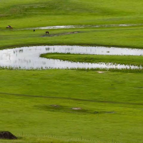 7月呼伦贝尔草原-1