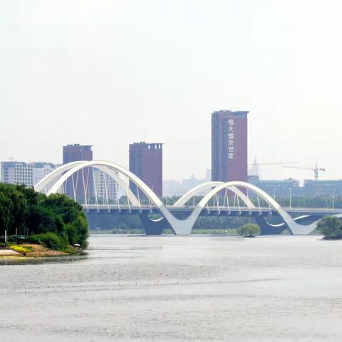 沈阳鸟岛公园和排青公园的荷花（2022.08.13）