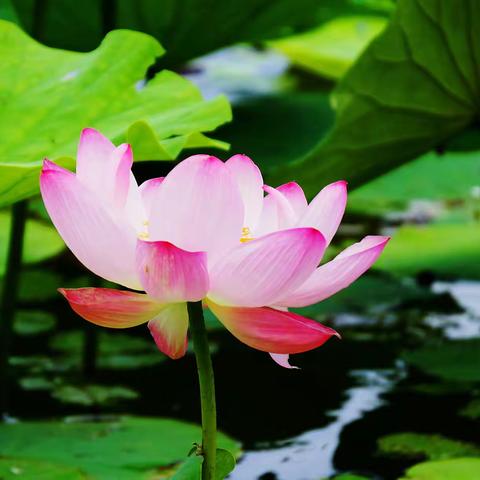 荷塘雨色（丁香湖的荷花开了2022.07.15）