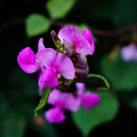 小区小花（2022.09.16）