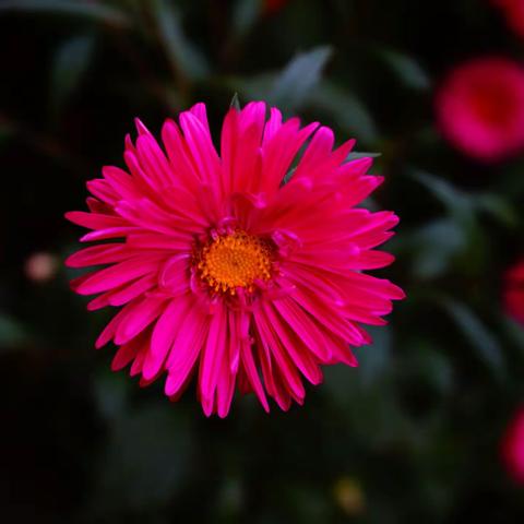 小区小花（2022.09.16）